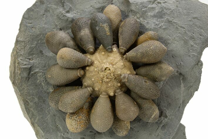 Jurassic Club Urchin (Asterocidaris) - Boulemane, Morocco #318984